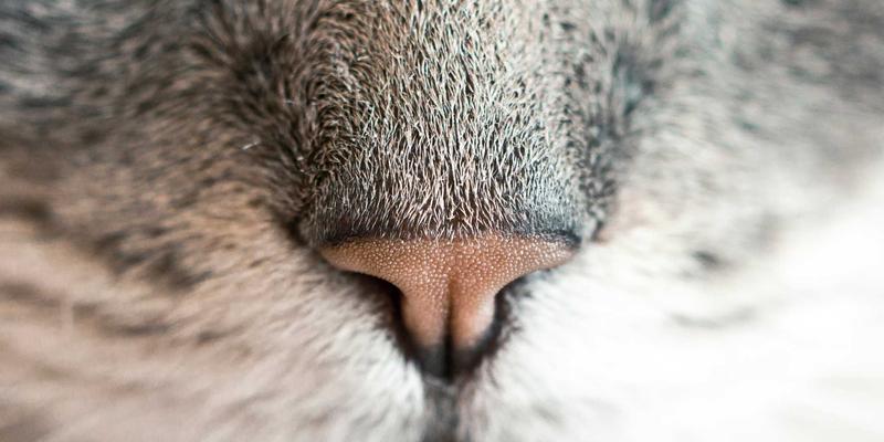 从家庭自动化到跨境物流：深圳通如何以智能系统集成思维重塑粤港澳大湾区货运支付