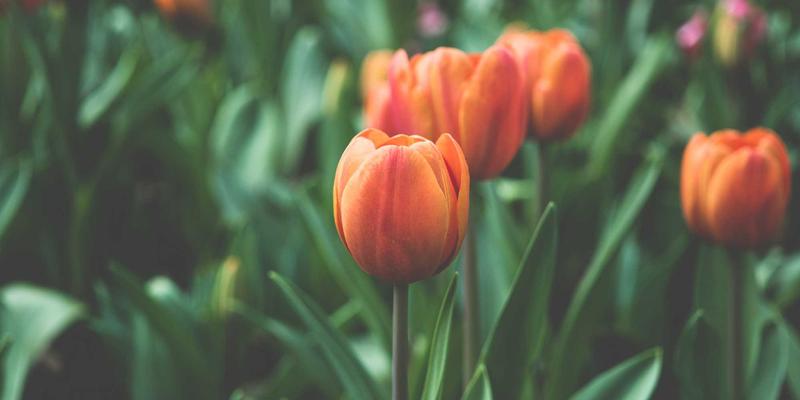 智能控制新场景：深圳通与共享单车系统集成如何重塑最后一公里出行