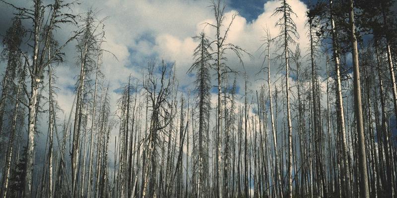 深圳通儿童卡与长者卡办理指南：政策优惠与智能年审全解析