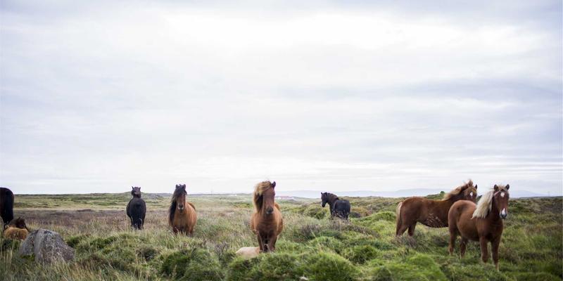 深圳通和52：智能安防与家居的融合，如何重塑未来智慧生活？