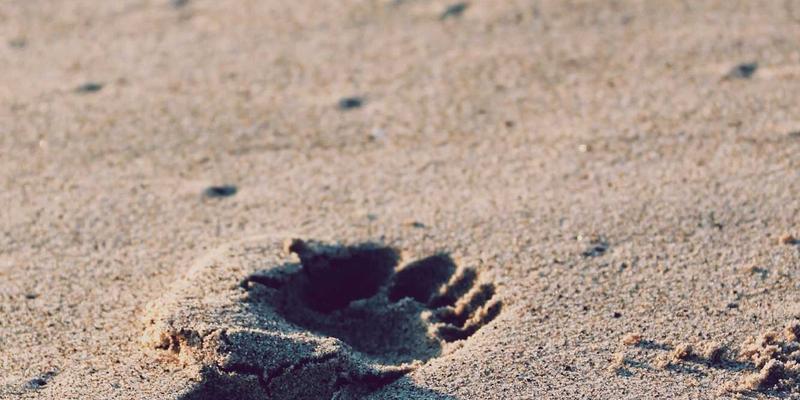 深圳通：粤港澳大湾区互联互通的智能钥匙与未来家庭自动化新入口