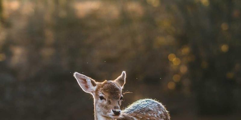 深圳通遗失怎么办？智能安防系统守护你的卡片安全与余额转移全攻略